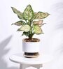 Aurelius White Ceramic Planter