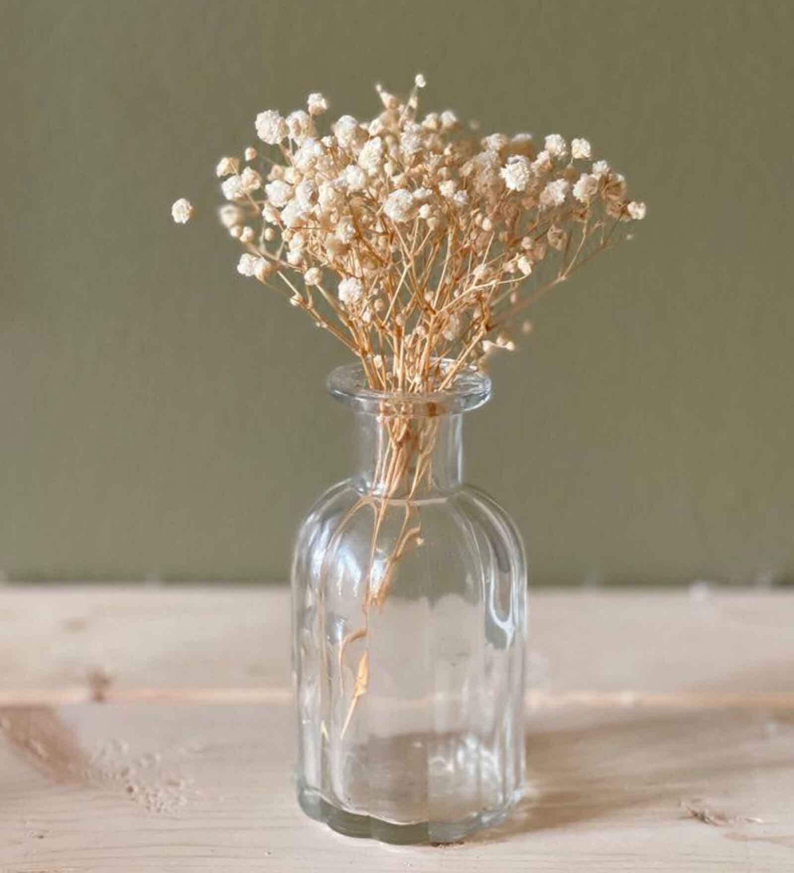 Baby Breaths White  Set of 5 Stems Natural Dried Flowers