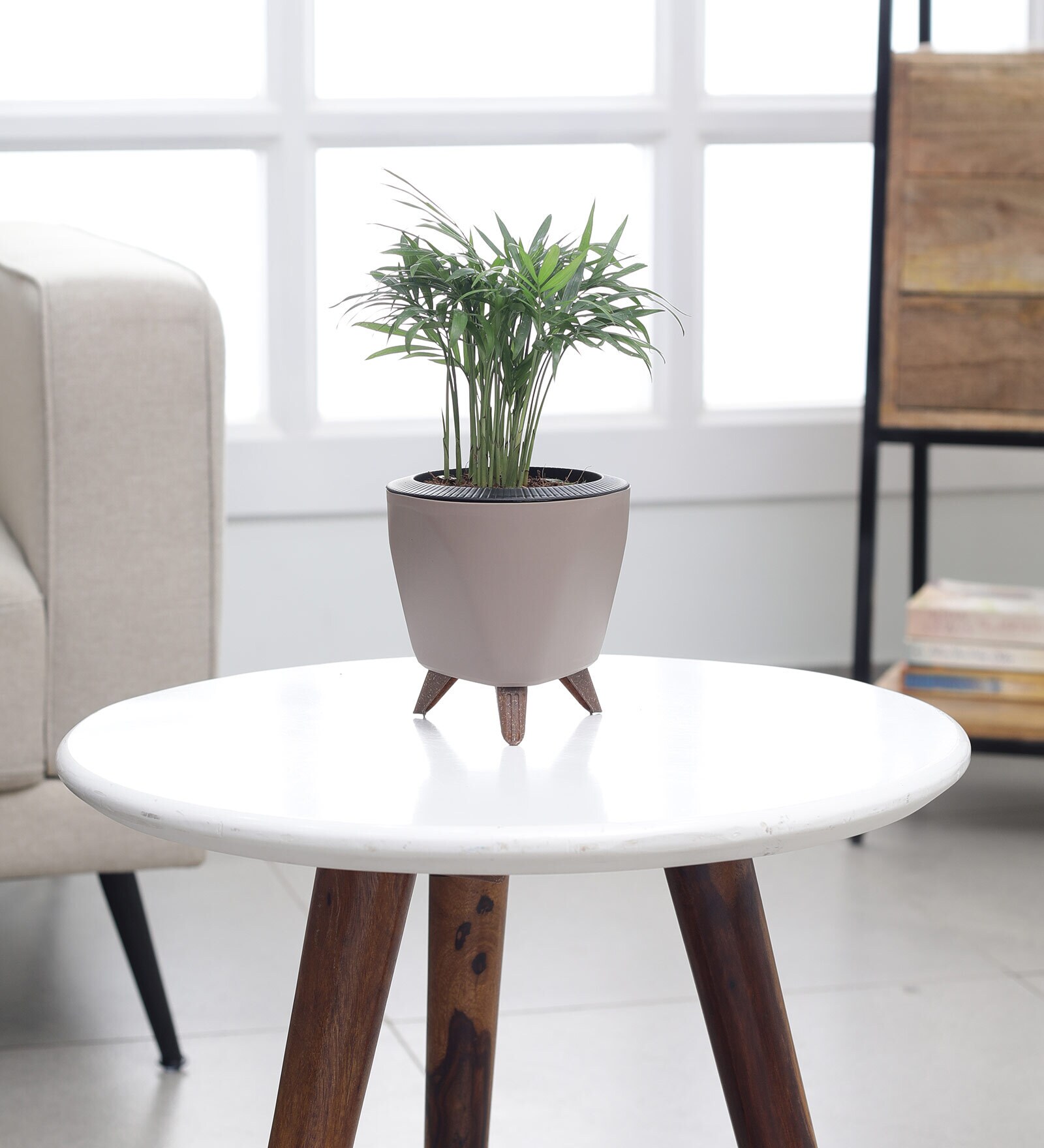 Bamboo Palm Small Plant With Lagos Mocca Plastic Pot