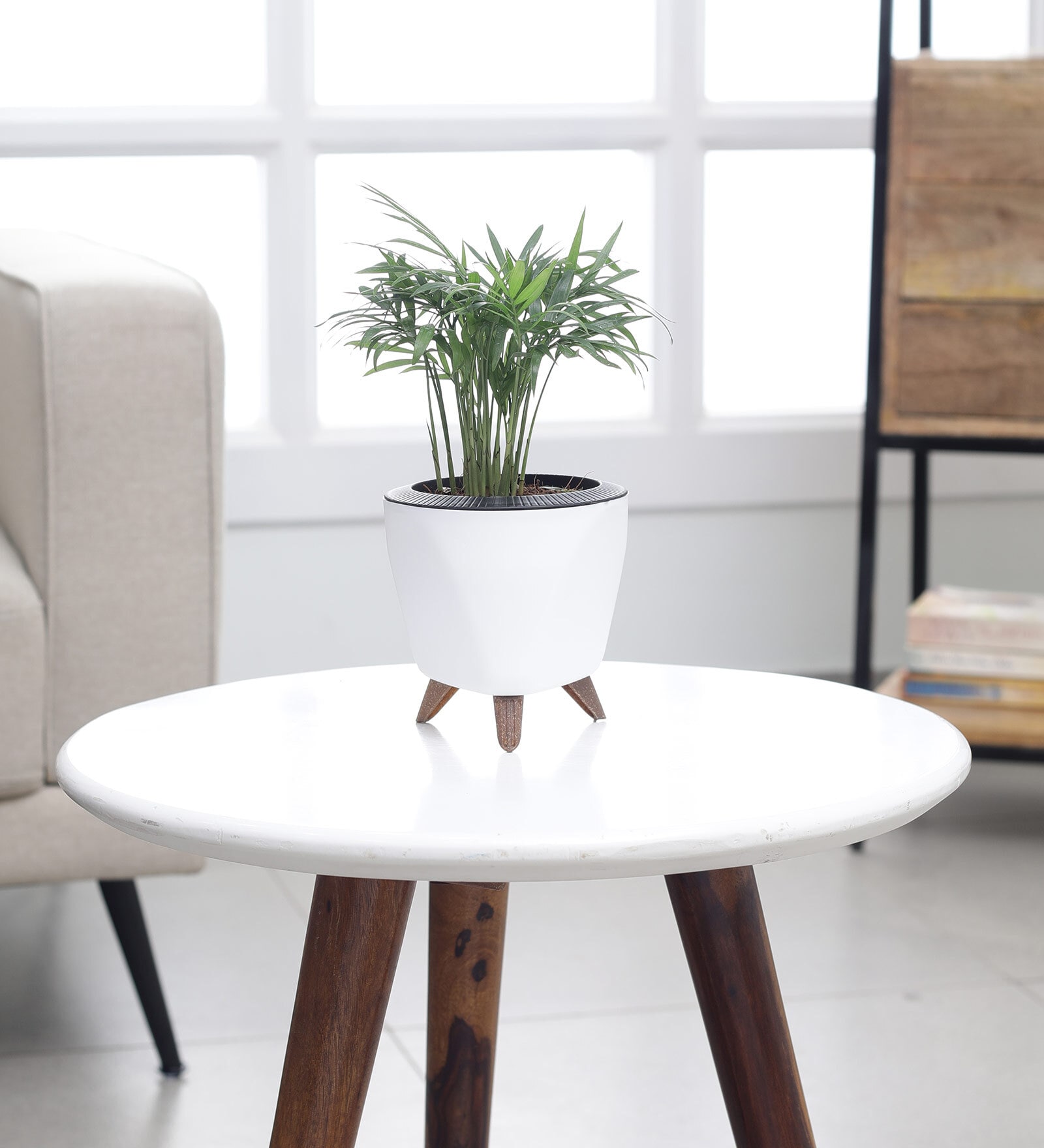 Bamboo Palm Plant With Lagos White Plastic Pot