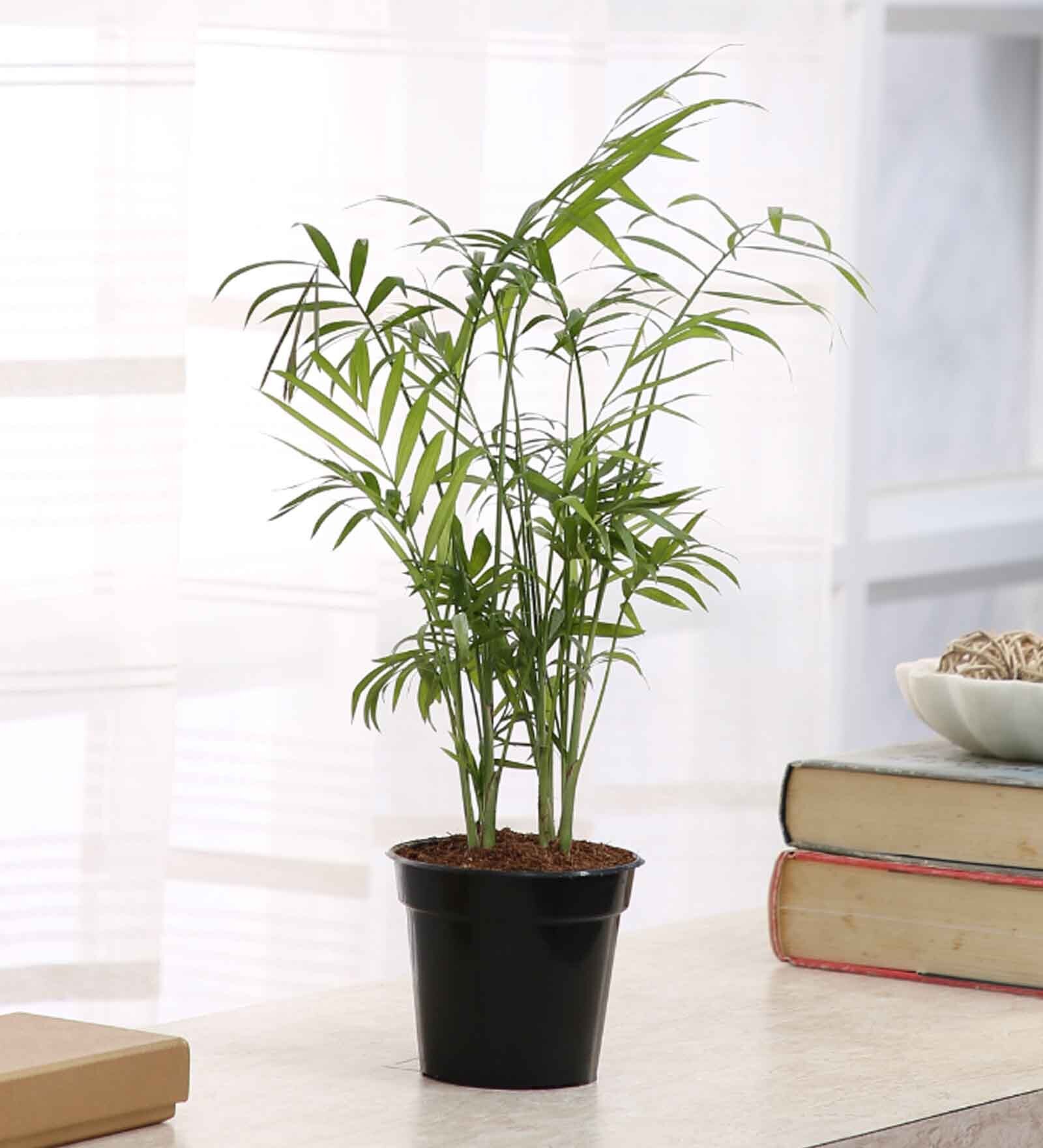 Bamboo Palm Live Natural Plant