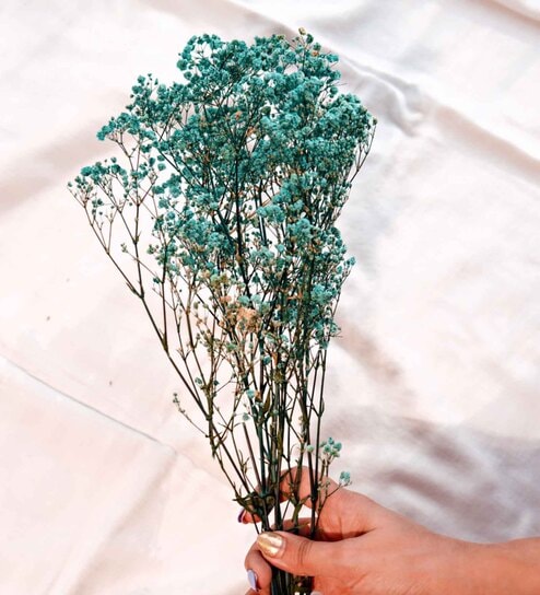 Baby Breaths Green  Set of 5 Stems Natural Dried Flowers