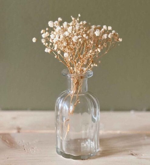 Baby Breaths White  Set of 5 Stems Natural Dried Flowers