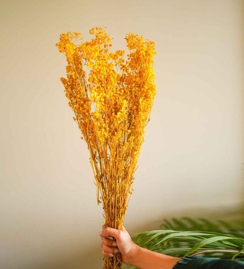 Baby Breaths Yellow  Set of 5 Stems Natural Dried Flowers
