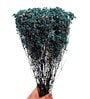 Baby Breaths Blue  Set of 5 Stems Natural Dried Flowers