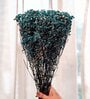 Baby Breaths Blue  Set of 5 Stems Natural Dried Flowers