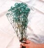 Baby Breaths Green  Set of 5 Stems Natural Dried Flowers
