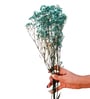 Baby Breaths Green  Set of 5 Stems Natural Dried Flowers