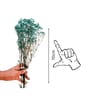 Baby Breaths Green  Set of 5 Stems Natural Dried Flowers