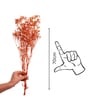 Baby Breaths Orange  Set of 5 Stems Natural Dried Flowers