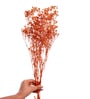 Baby Breaths Orange  Set of 5 Stems Natural Dried Flowers
