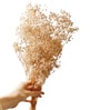 Baby Breaths White  Set of 5 Stems Natural Dried Flowers