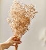 Baby Breaths White  Set of 5 Stems Natural Dried Flowers
