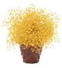 Baby Breaths Yellow  Set of 5 Stems Natural Dried Flowers