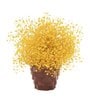 Baby Breaths Yellow  Set of 5 Stems Natural Dried Flowers