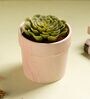 Baby Pink Ceramic Patterned Planter