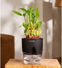 Bamboo 2 Layer Plant With  Self Watering Pot-Black