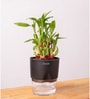 Bamboo 2 Layer Plant With  Self Watering Pot-Black