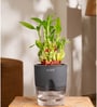 Bamboo 2 Layer With Self Watering Pot