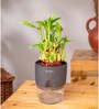 Bamboo 2 Layer With Self Watering Pot