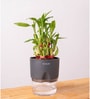 Bamboo 2 Layer With Self Watering Pot