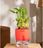 Bamboo 2 Layer With Water Pot