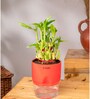 Bamboo 2 Layer With Water Pot