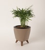 Bamboo Palm Small Plant With Lagos Mocca Plastic Pot