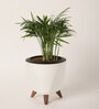 Bamboo Palm Plant With Lagos White Plastic Pot
