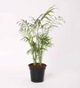 Bamboo Palm Live Natural Plant