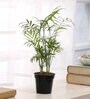 Bamboo Palm Live Natural Plant