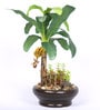 Green Artificial Banana Plant Bonsai with Ceramic Pot