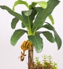 Green Artificial Banana Plant Bonsai with Ceramic Pot