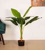 Artificial Banana Plant with Pot