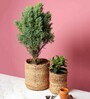 Set Of 2 Beige Jute Handwoven Multipurpose Planter & Storage Basket