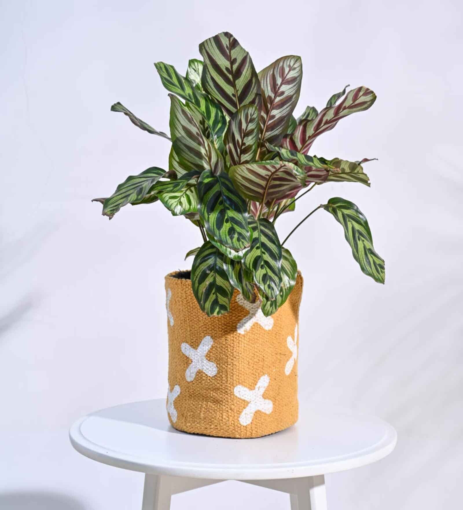 Beautiful Orange Cotton Planter