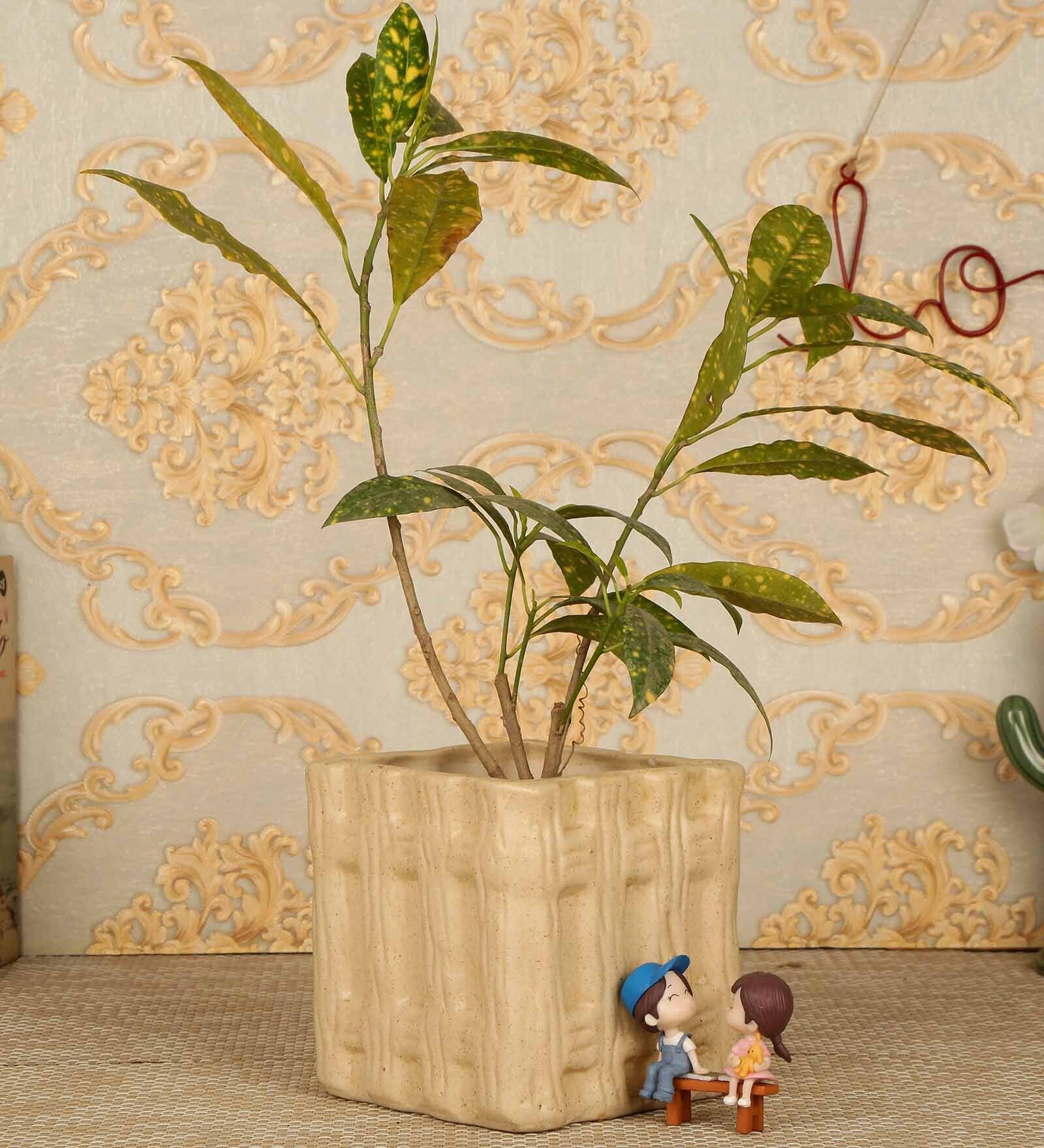 Beige Ceramic Wooden Box Desk Pot