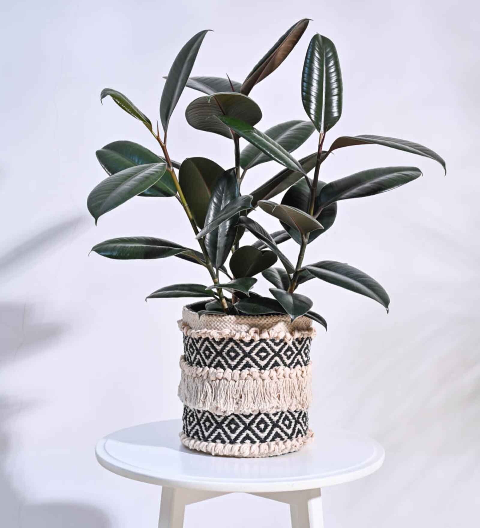 Belly Grey Cotton Planter