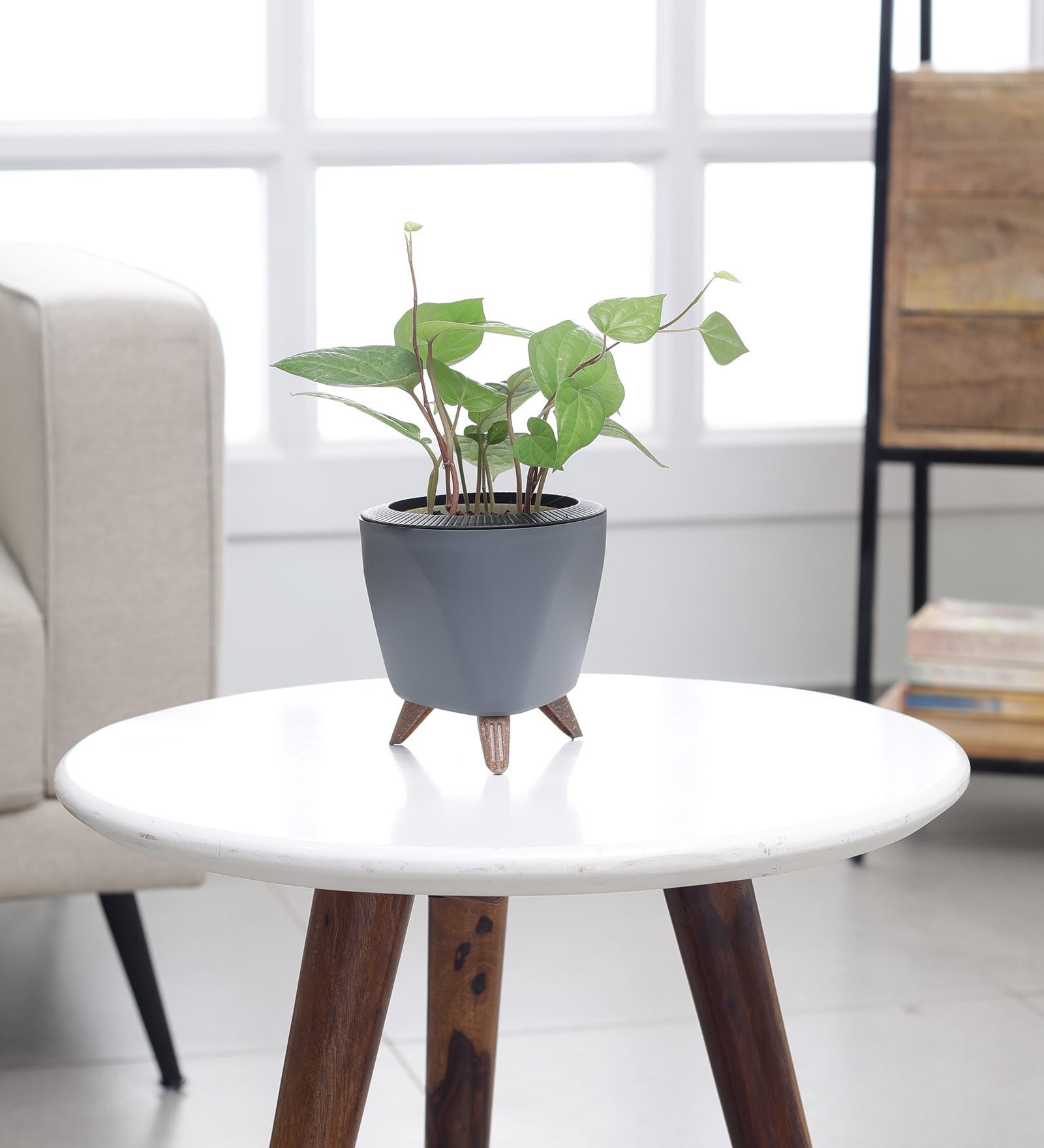 Betel leaf (Magai Paan) Plant With Lagos Grey Plastic Pot