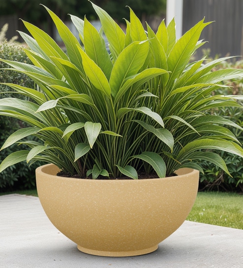 Beige Bowl Shaped Polymer Floor Planter