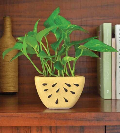 Beige Ceramic Watermelon Shape Desk Pot Planter by Ugaoo