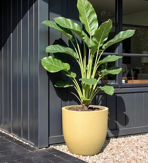 Beige Pcup Round 2 Inches Planter