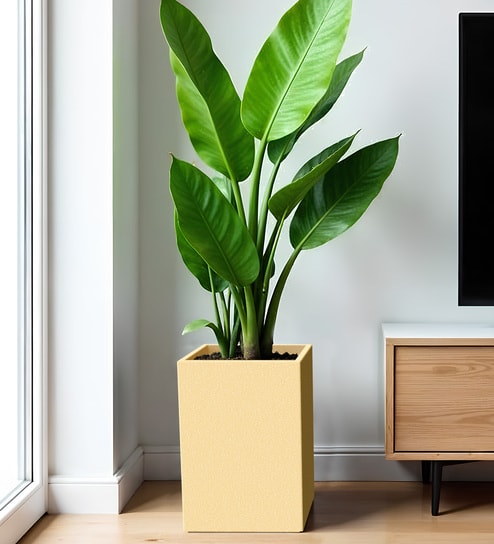 Beige Square Shaped Polymer Floor Planter