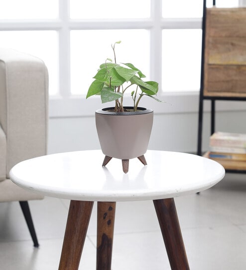 Betel leaf (Magai Paan) Plant With Lagos Mocca Plastic Pot