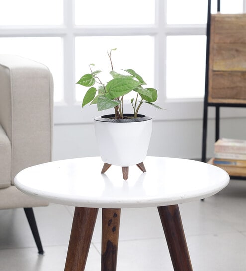 Betel leaf (Magai Paan) Plant With Lagos White Plastic Pot