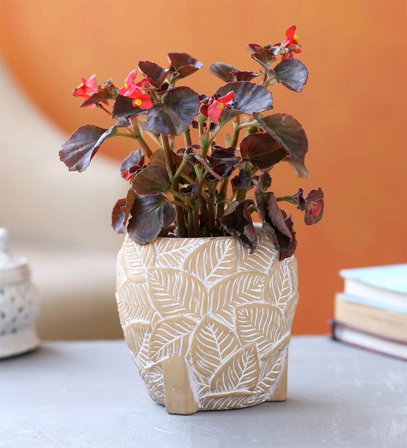 Buy Begonia Natural Plant In Cute Apple Shaped Ceramic Pot by Ferns N  Petals Online - Bird Houses and Feeders - Pets - Pets - Pepperfry Product