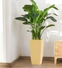 Beige Square Shaped Polymer Floor Planter