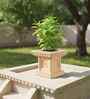Beige TULISI Square Shaped 1 Planter