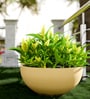 Beige Bowl Shaped Polymer Floor Planter