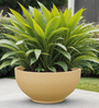 Beige Bowl Shaped Polymer Floor Planter